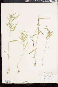 Panicum dichotomum image