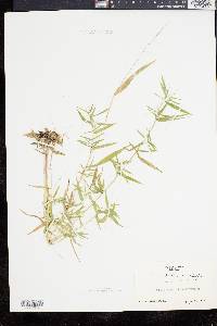 Dichanthelium dichotomum subsp. microcarpon image