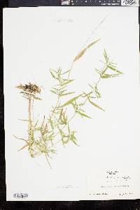 Panicum dichotomum image