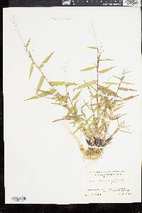 Panicum dichotomum var. barbulatum image