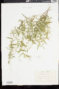 Panicum dichotomum image