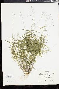 Panicum dichotomum var. barbulatum image
