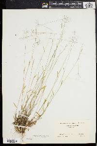Image of Panicum ensifolium