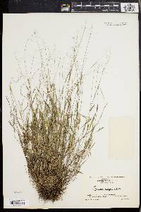 Panicum ensifolium image
