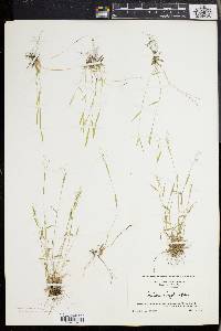 Panicum ensifolium image