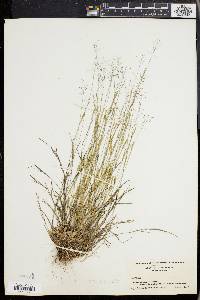 Panicum ensifolium image