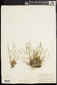 Panicum ensifolium image