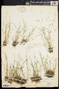 Panicum ensifolium image