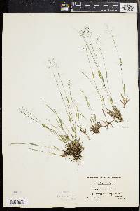 Panicum ensifolium image