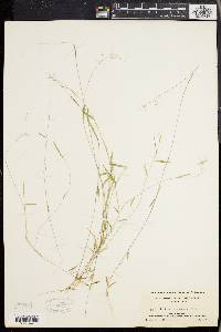 Panicum ensifolium image