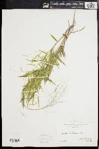 Panicum dichotomum image