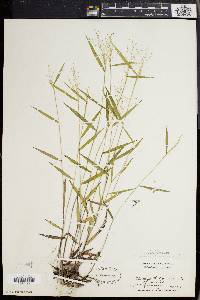 Panicum dichotomum image