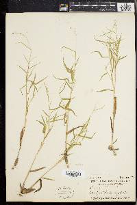 Panicum dichotomum image