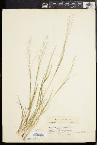 Panicum flexile image