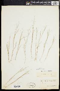 Panicum flexile image