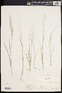 Panicum flexile image