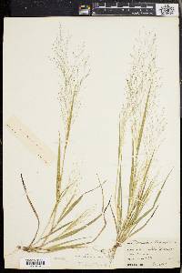 Panicum flexile image