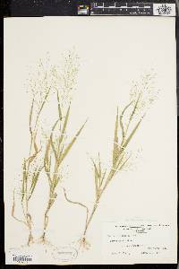 Panicum gattingeri image