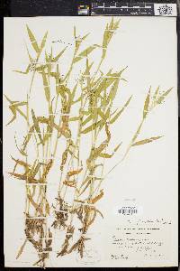 Panicum acuminatum image