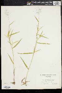 Dichanthelium acuminatum subsp. implicatum image