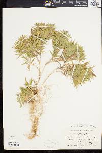 Dichanthelium acuminatum subsp. implicatum image