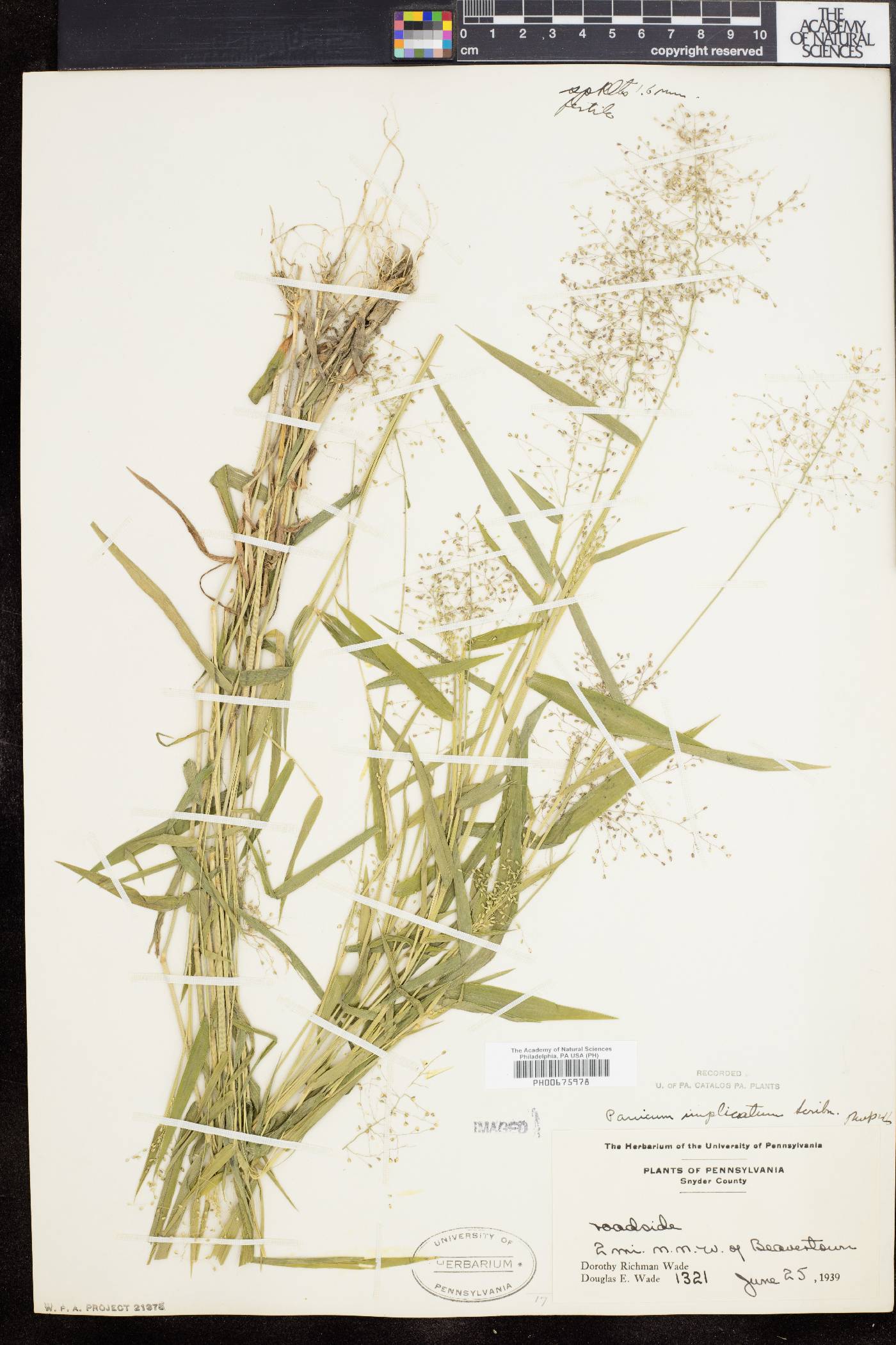 Panicum acuminatum image