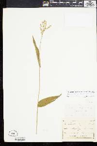 Dichanthelium latifolium image