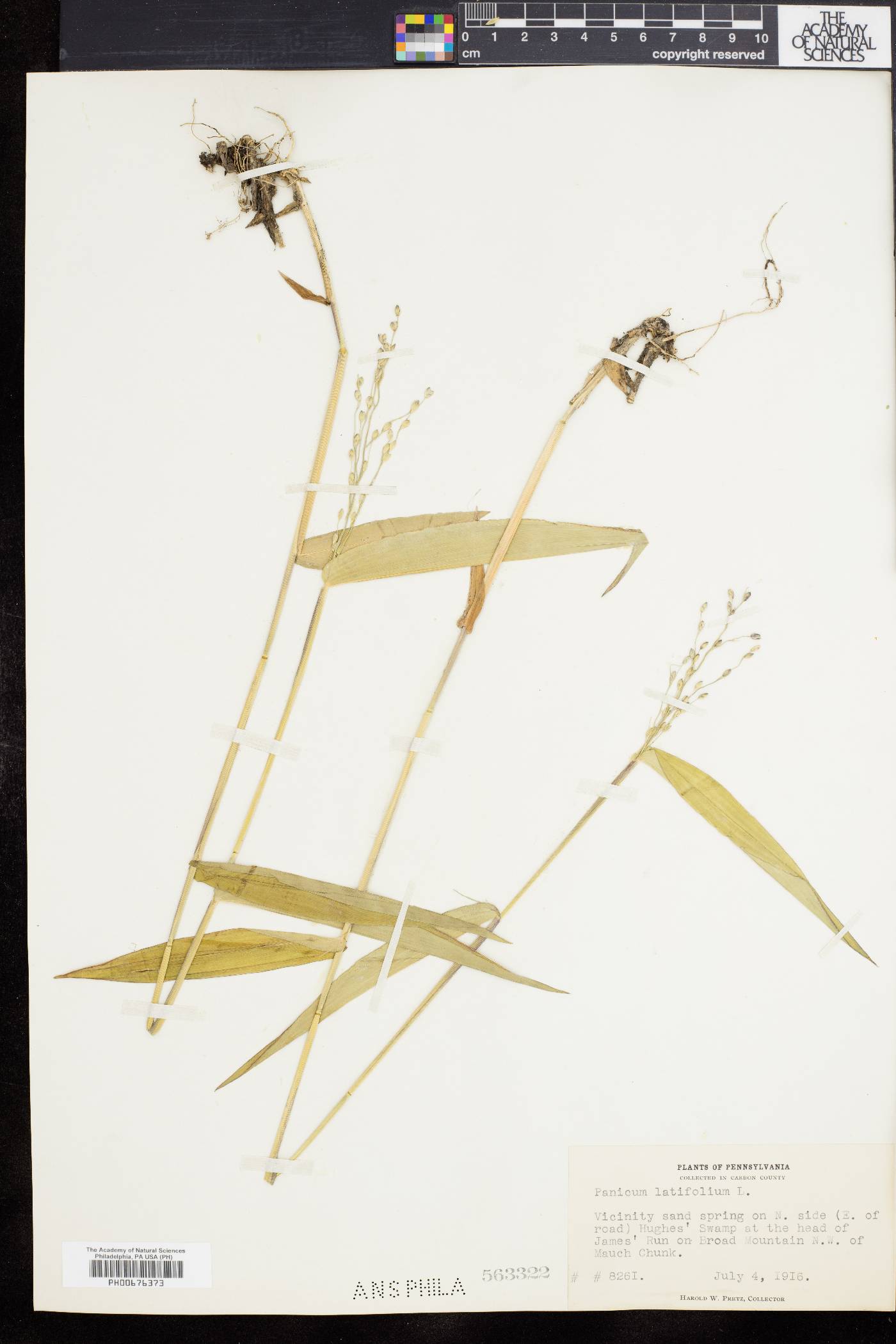 Dichanthelium latifolium image