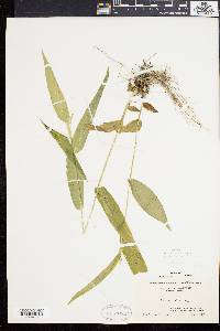 Panicum latifolium image