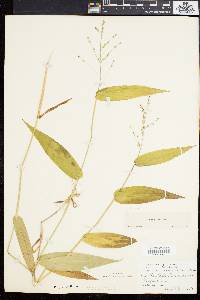 Panicum latifolium image