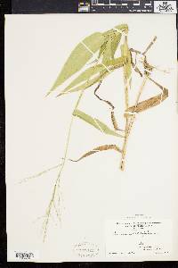 Panicum latifolium image