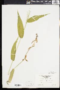 Panicum latifolium image