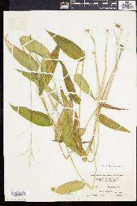 Dichanthelium latifolium image