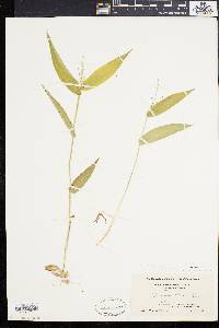 Panicum latifolium image