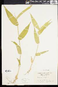 Panicum latifolium image