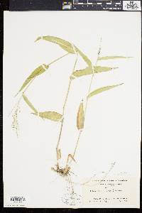 Panicum latifolium image