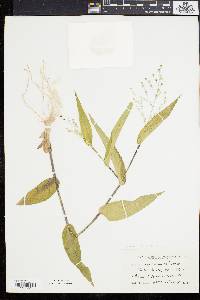 Panicum latifolium image