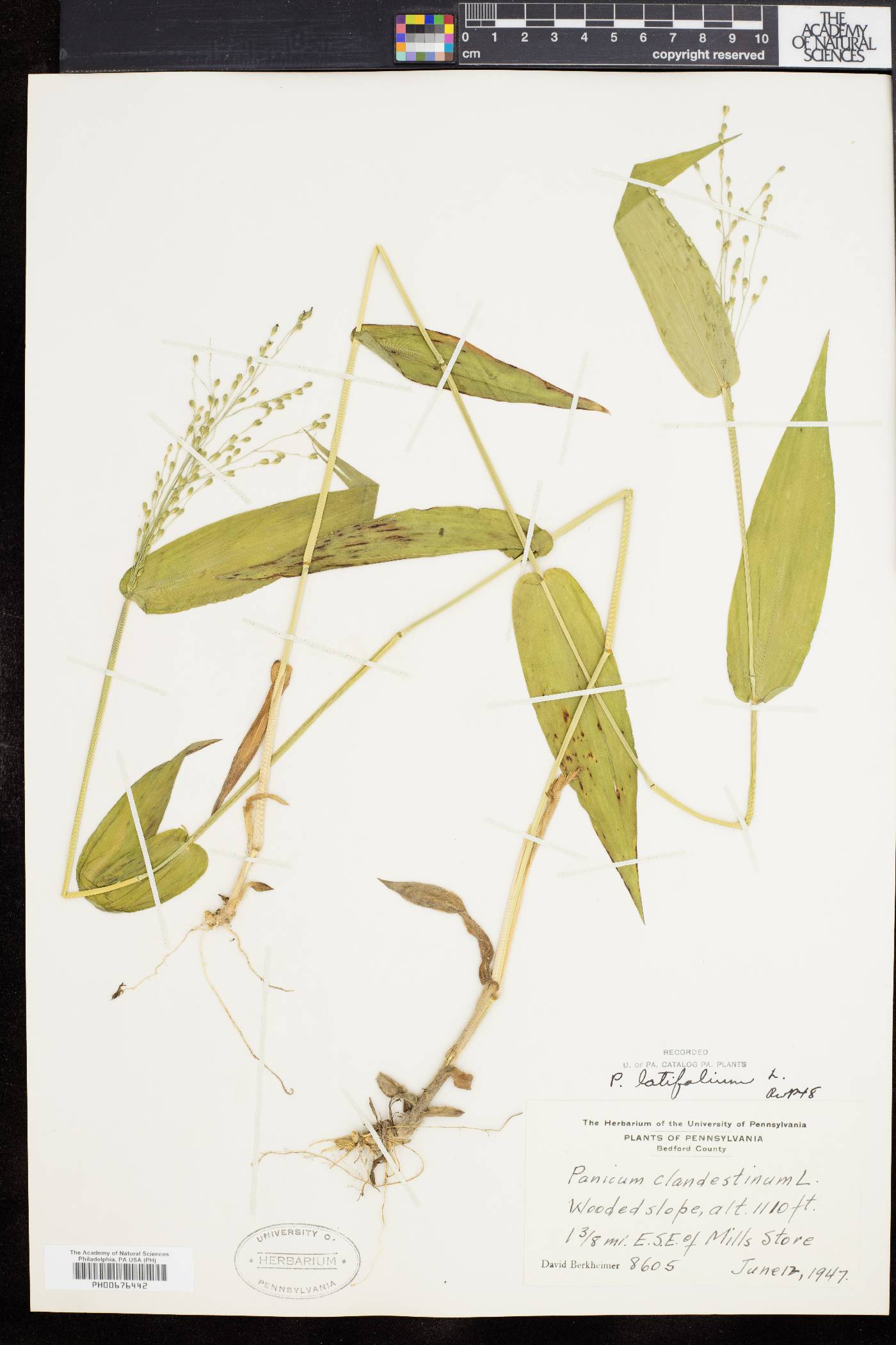 Dichanthelium latifolium image