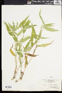 Panicum latifolium image