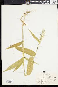 Panicum latifolium image