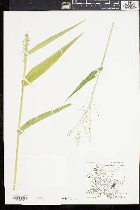 Panicum latifolium image