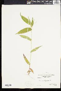 Dichanthelium latifolium image