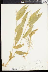 Dichanthelium latifolium image