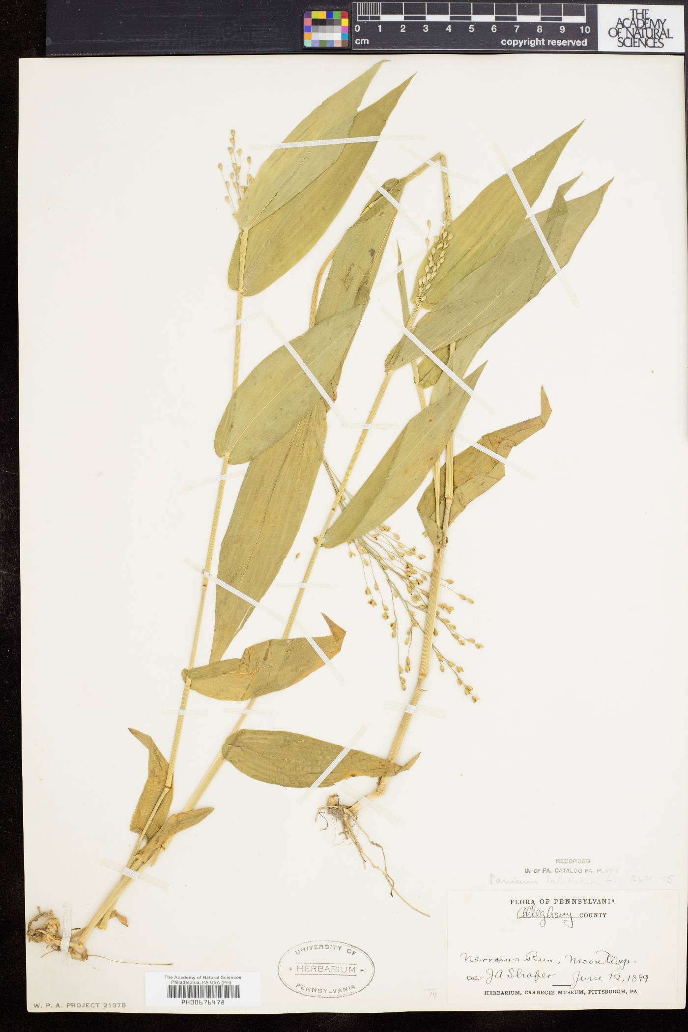 Dichanthelium latifolium image