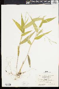 Panicum latifolium image