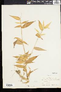 Dichanthelium latifolium image