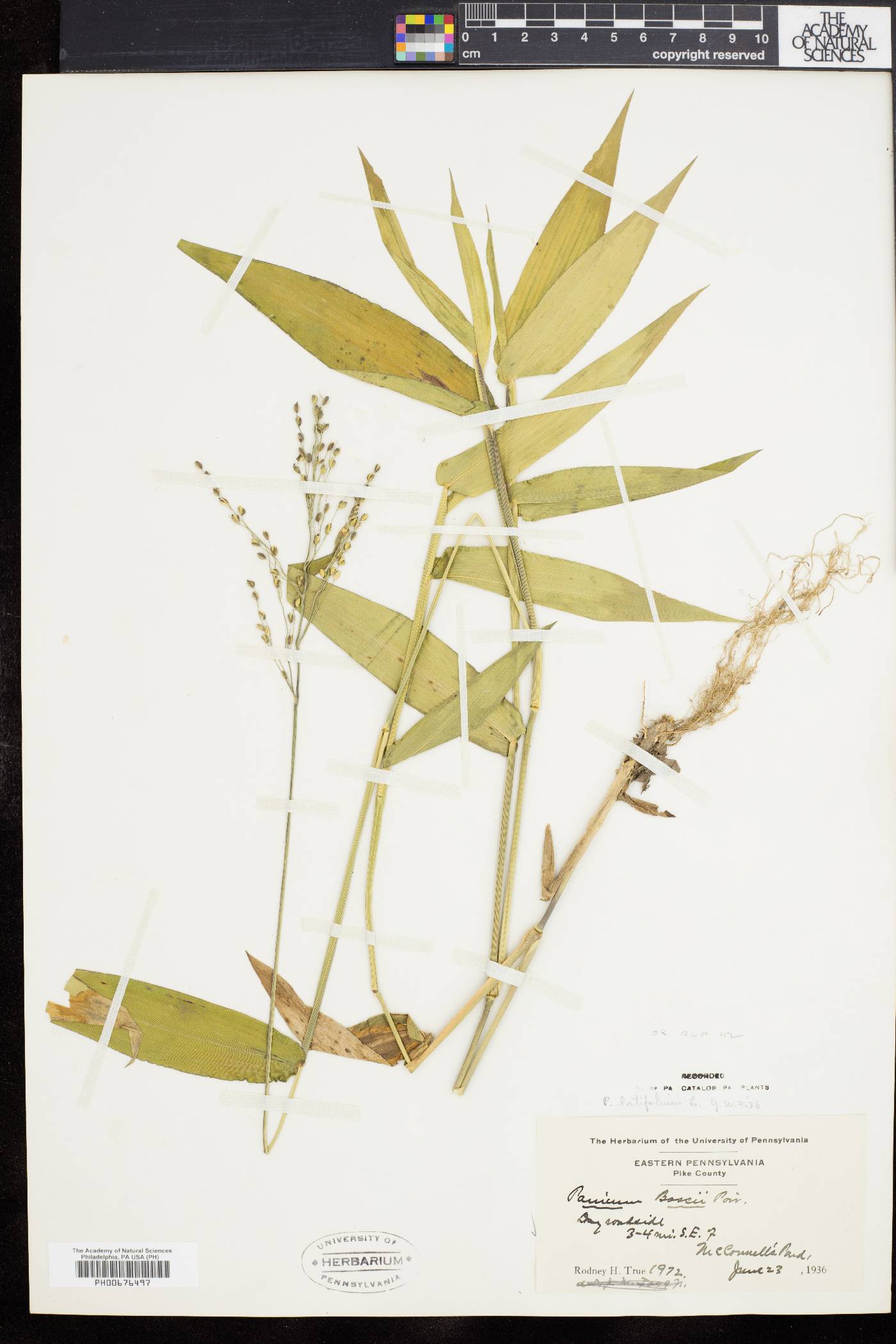 Dichanthelium latifolium image