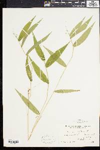 Panicum latifolium image