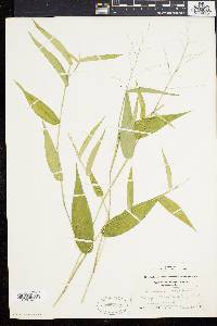 Panicum latifolium image