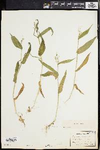 Panicum latifolium image